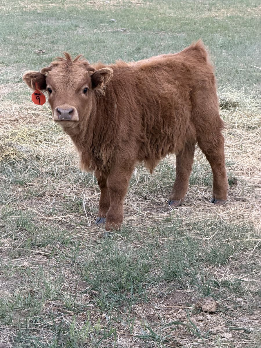 Highland X Bull