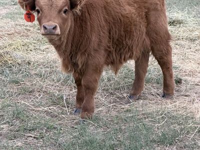 Highland X Bull