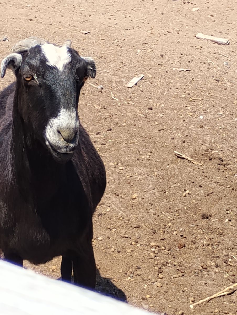 Lamancha milk goat