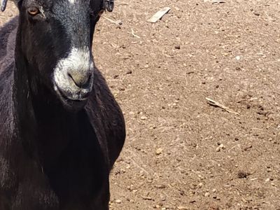 Lamancha milk goat
