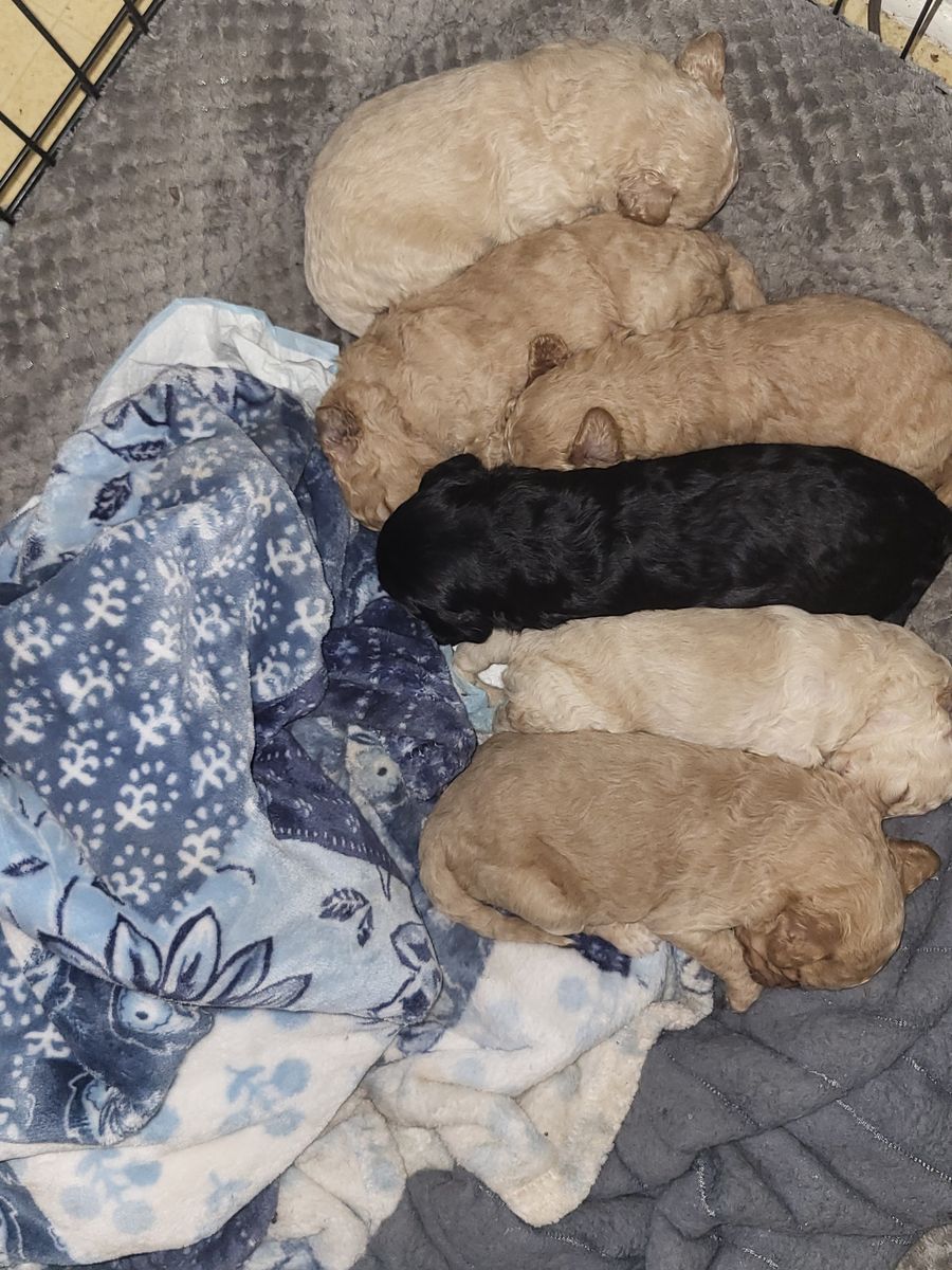 2 week Medium Size Goldendoodles for pick