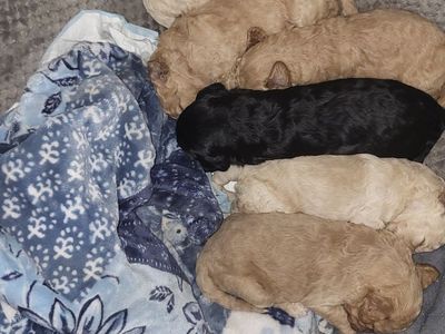 2 week Medium Size Goldendoodles for pick