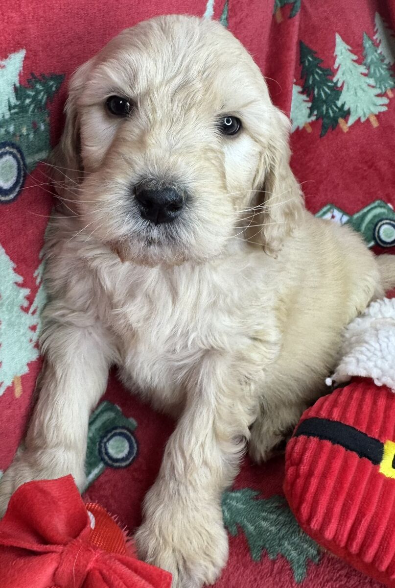 Hypoallergenic Puppies - READY NOW!! ( Goldendoodle, Poodle, Aussiedoodle)