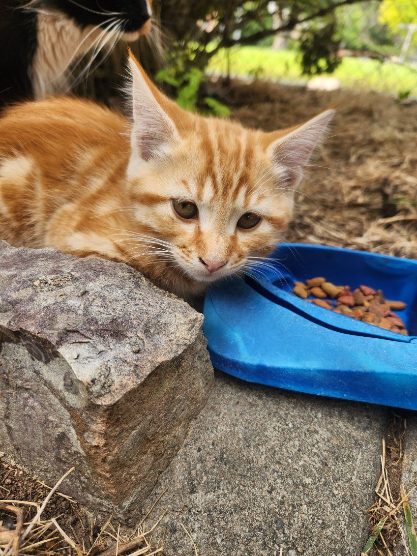 Tabby Kittens for Sale