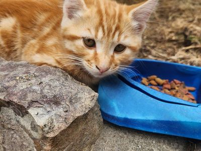 Tabby Kittens for Sale