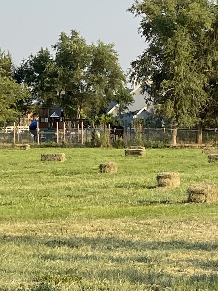 Alfalfa/Grass Hay for sale