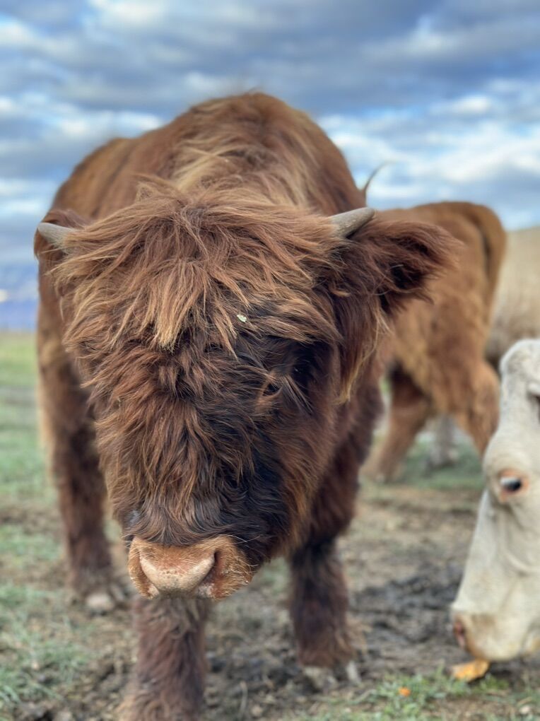 AHCA Registered Highland Bull