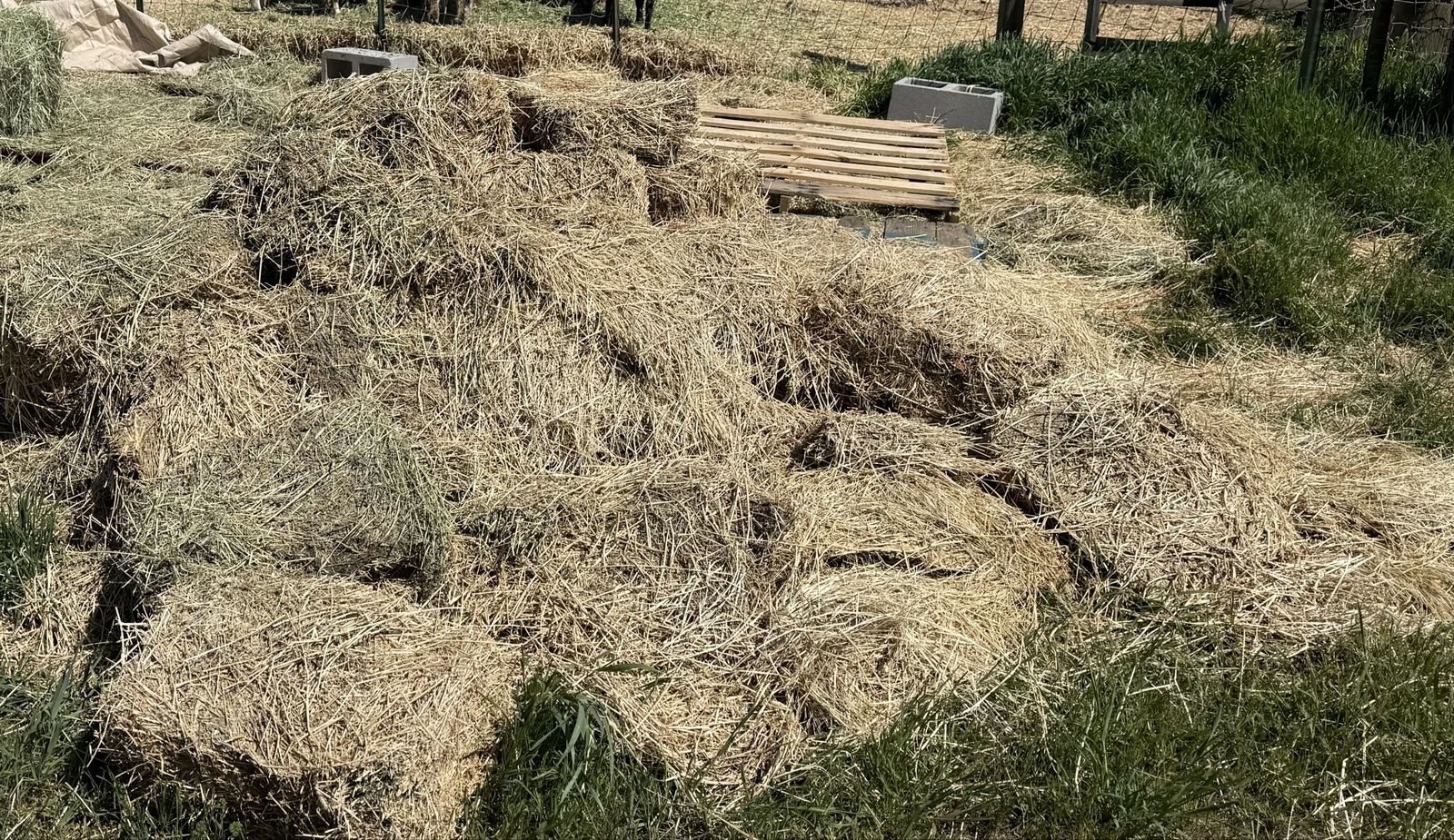 Moldy Alfalfa And Grass Hay