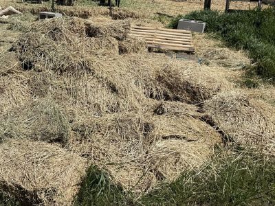 Moldy Alfalfa And Grass Hay