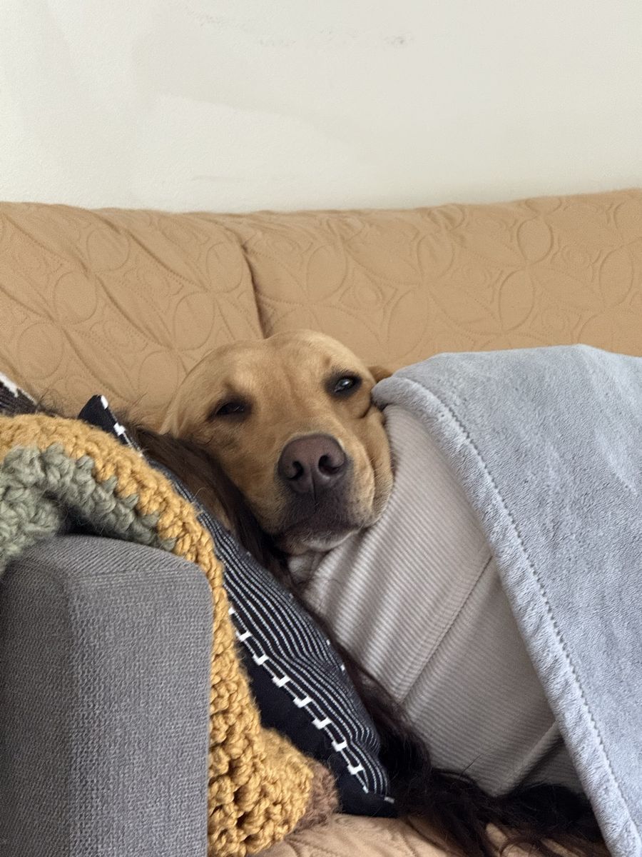 Sweet Male Yellow Labrador Retriever - Nordic