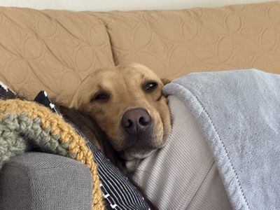 Sweet Male Yellow Labrador Retriever - Nordic