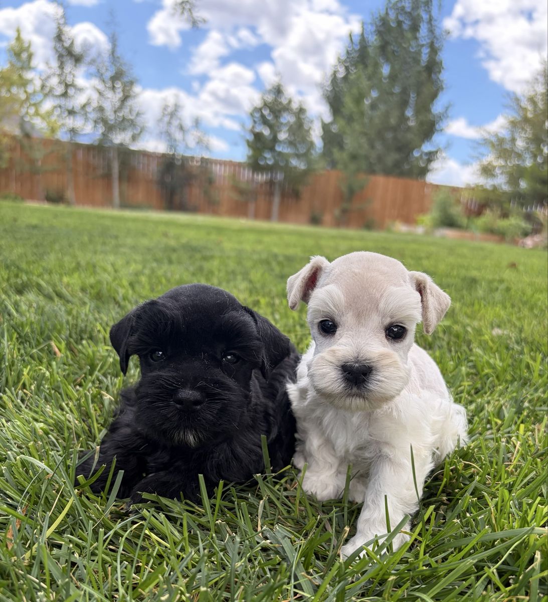 AKC Mini Schnauzer Puppy