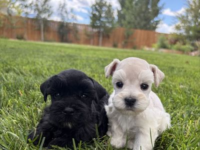 AKC Mini Schnauzer Puppy