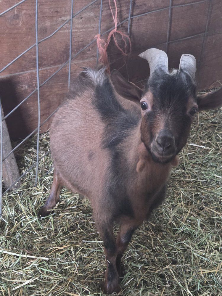 Nigerian dwarf Bucks