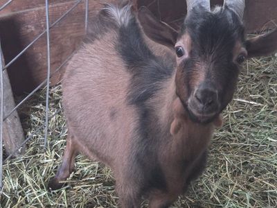 Nigerian dwarf Bucks