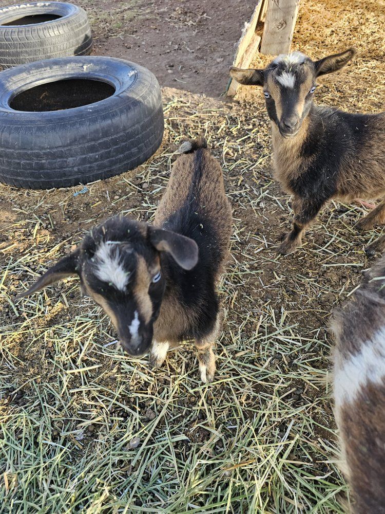 Nigerian Dwarf Doelings