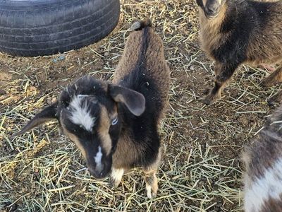 Nigerian Dwarf Doelings