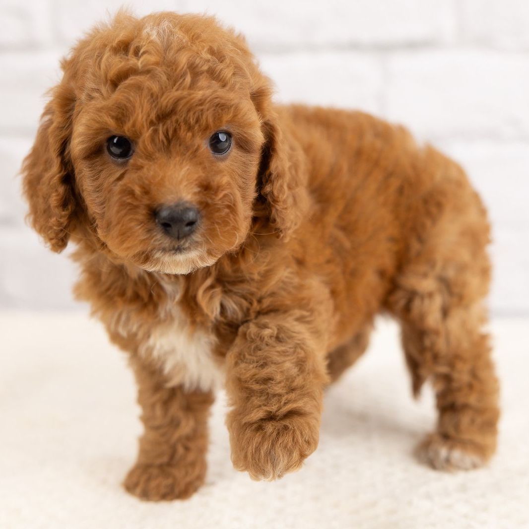 Beautiful Red Cavapoo Puppies Available!