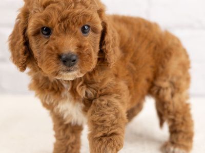 Beautiful Red Cavapoo Puppies Available!
