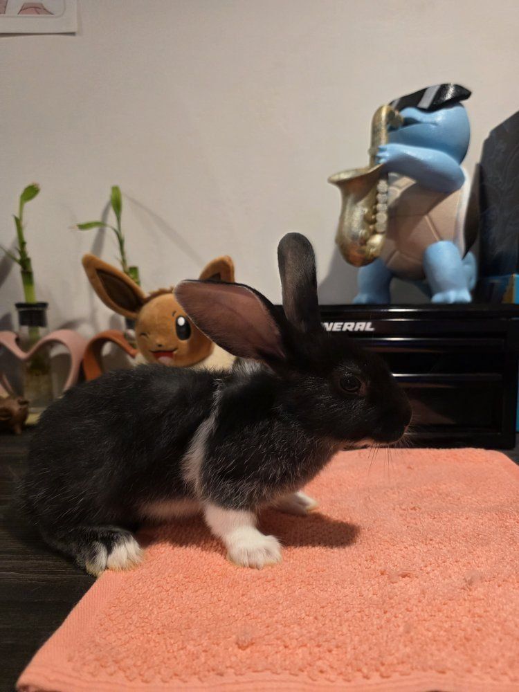 TAMUK/Harlequin Cross Rabbit  - Pet, Broodstock, Meat