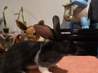 TAMUK/Harlequin Cross Rabbit - Pet, Broodstock, Meat