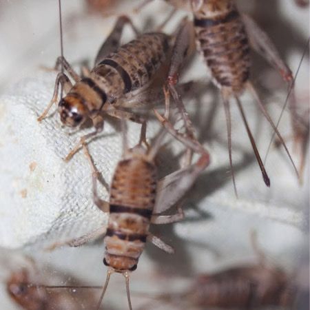 Live Crickets 