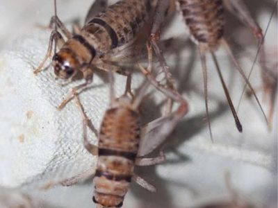 Live Crickets