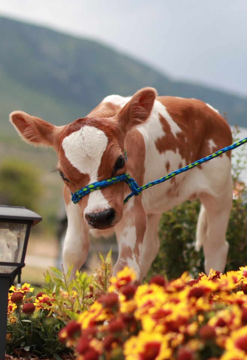 A2A2 Mini/Mid Size Jersey Bull Calf