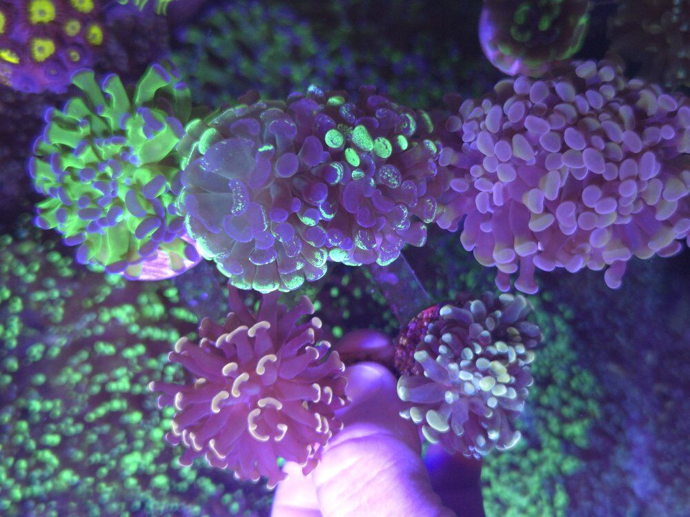 Hammers, and frammer