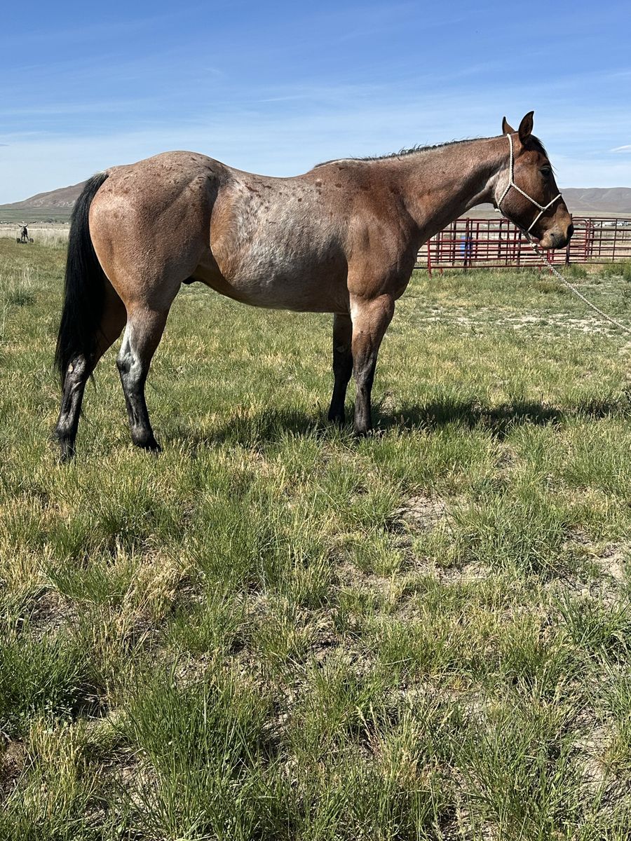 AQHA Roan gelding