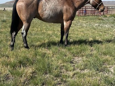 AQHA Roan gelding