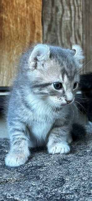 Rare Highlander-Bengal Mix Kittens - Born July 21