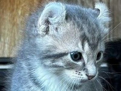Rare Highlander-Bengal Mix Kittens - Born July 21