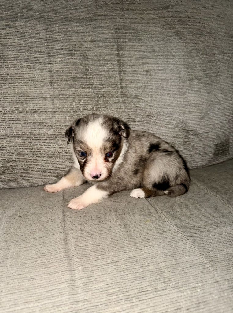 Purebred Mini Aussie Australian Shapherd Puppies