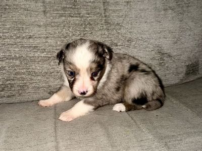 Purebred Mini Aussie Australian Shapherd Puppies