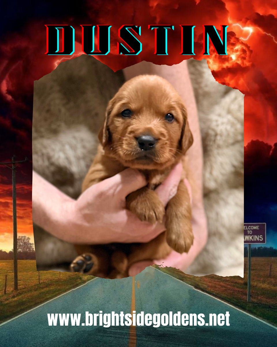 AKC Purebred Red Golden Retriever Puppies