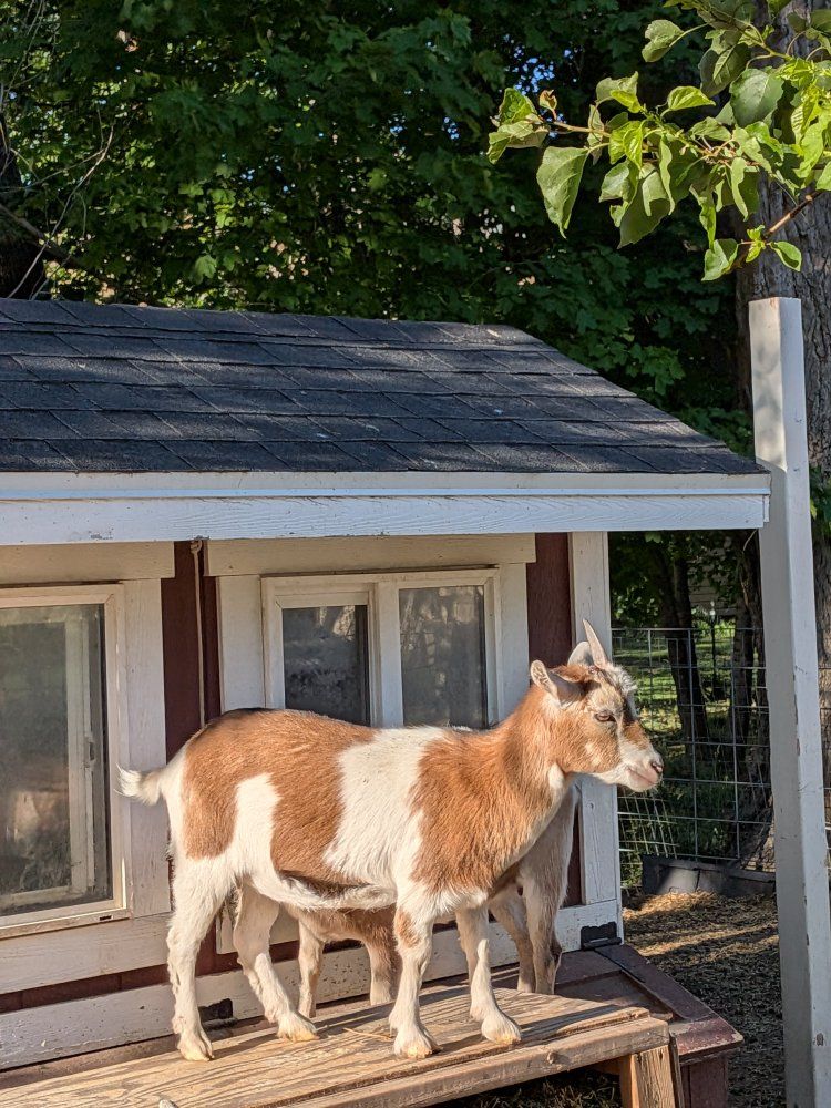 Nigerian Dwarf Doe