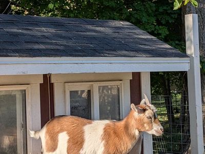 Nigerian Dwarf Doe