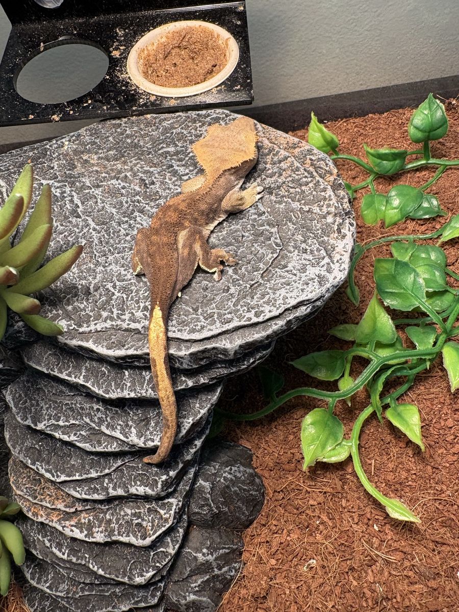 1 year old crested gecko