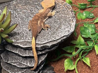 1 year old crested gecko