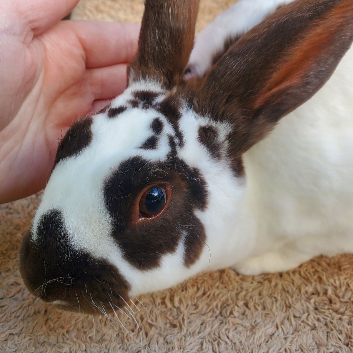 Sweet Broken Chocolate Self Purebred Mini Rex Doe
