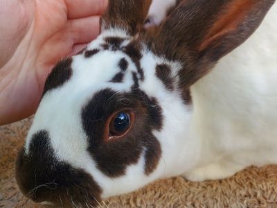 Sweet Broken Chocolate Self Purebred Mini Rex Doe