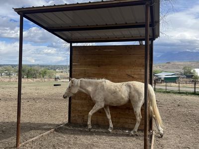 Lean to type animal shelter / barn
