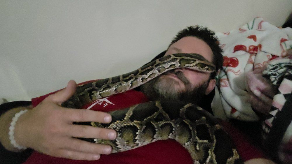 Burmese Python