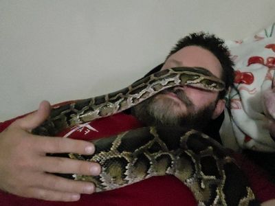Burmese Python