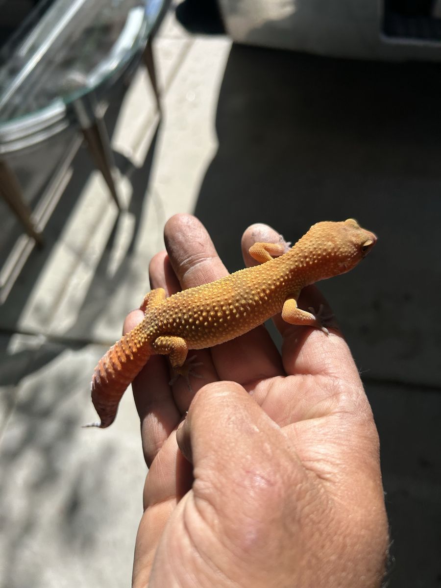 Leopard gecko