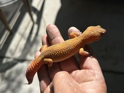 Leopard gecko