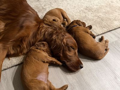 Irish Setter Puppies Are HERE!!!! - All Reserved