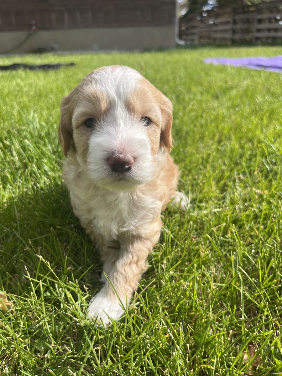 Mini aussiedoodles