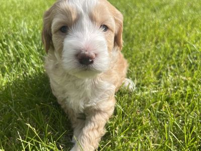 Mini aussiedoodles